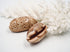 creamy brown spotty cowrie seashell